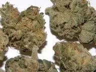 Buy Blue Cheese Strain online